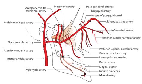Maxillary Artery Branches