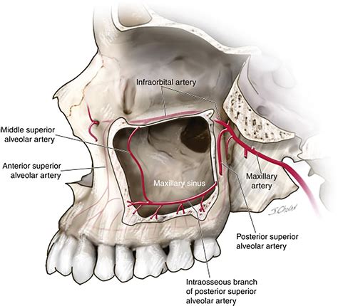 maxillary sinus