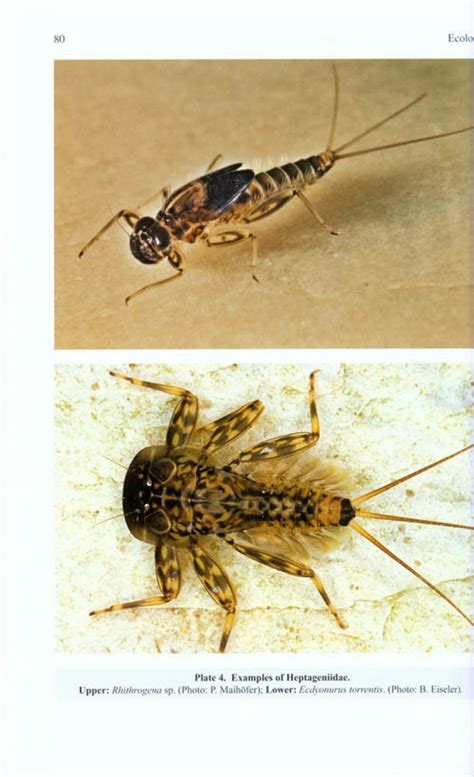 Read Mayfly Larvae Ephemeroptera Of Britain And 