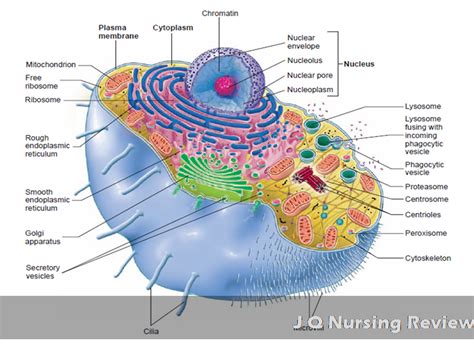 Full Download Mcgraw Hill Section 1 Cell Structure Answers 