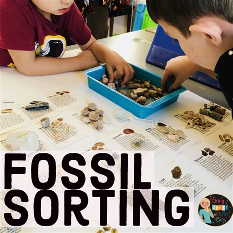 Mckittrick Fossil Find Classroom Activity Understanding Evolution Evolution Worksheet 6th Grade - Evolution Worksheet 6th Grade