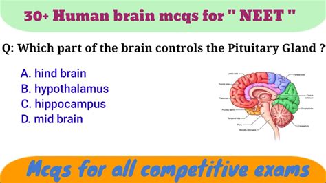 Mcq For Human Brain