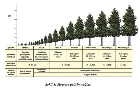 meşcere nedir