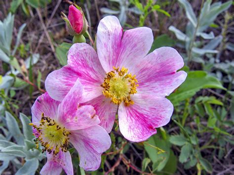 Meadowlark And Prairie Rose Dakota State Bird And Montana State Flower Coloring Page - Montana State Flower Coloring Page