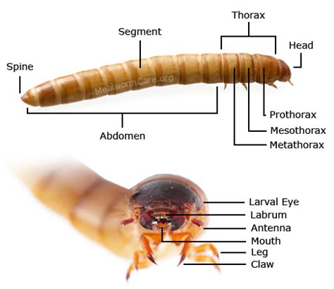 Mealworm Body Part Structure