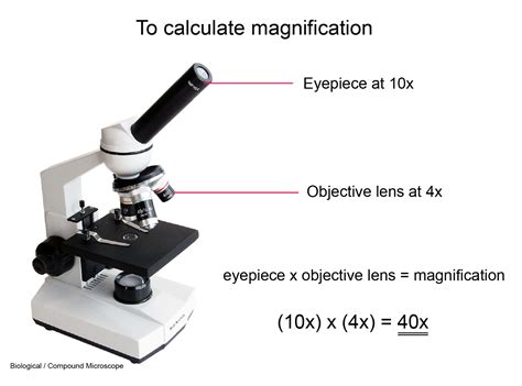 Measuring Objects Under An Optical Microscope Teaching Microscope Measurement Worksheet - Microscope Measurement Worksheet
