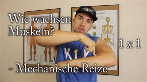 mechanischer reiz muskeln