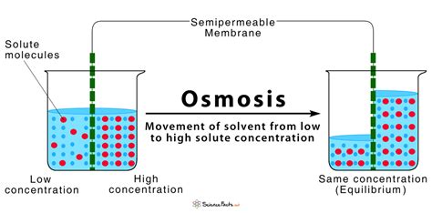Mechanism Of Osmosis Sciencedirect Osmosis Science - Osmosis Science