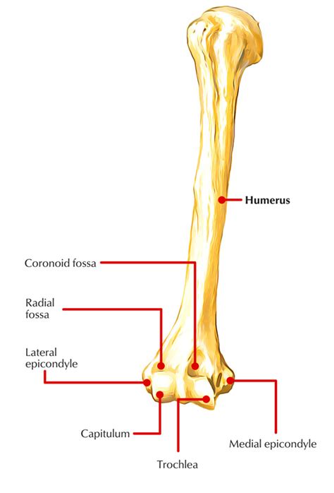 Medial Condyle Of Humerus