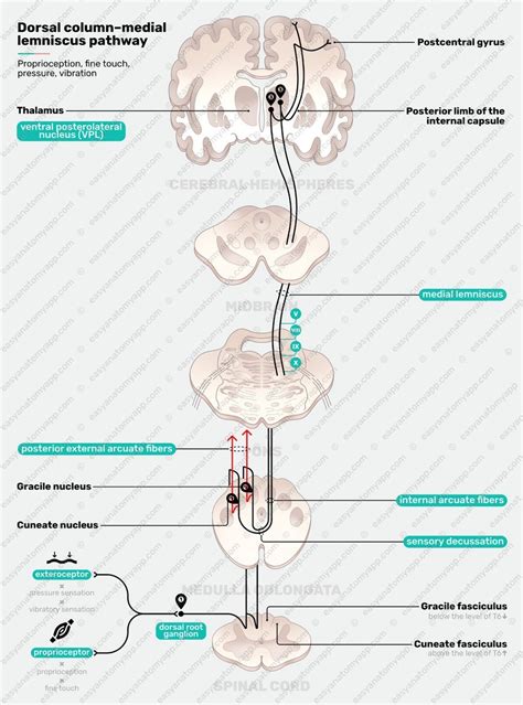 Medial Lemniscus