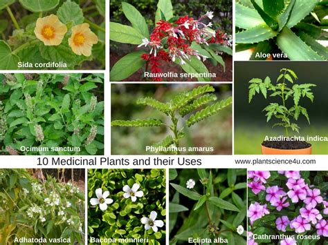 Full Download Medical Plants Picture And Names 
