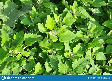 medicinal herbs: FAT HEN - Chenopodium album