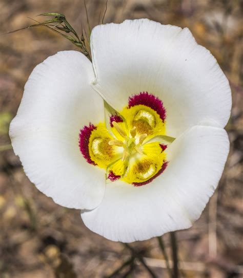 medicinal herbs: SEGO LILY - Calochortus nuttallii