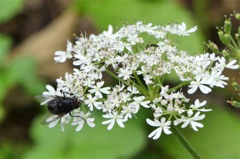 medicinal uses of hogweed everyday nature trails