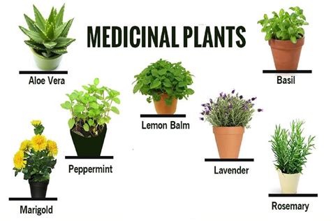 Download Medicinal Plants And Their Uses With Pictures And Scientific Names 
