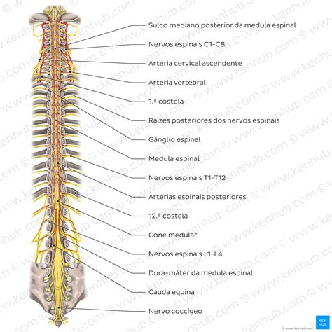 Medula Espinhal Função