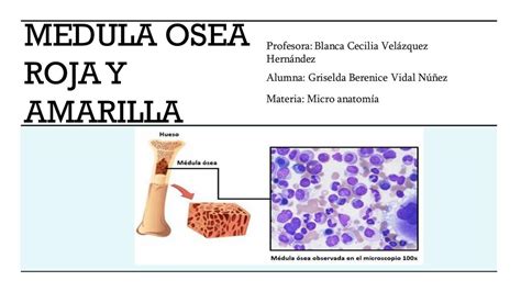 Medula Osea Roja