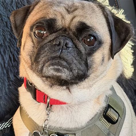 Meet The Pug