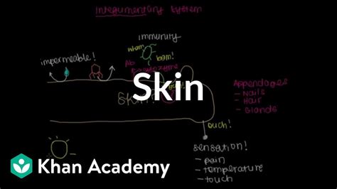Meet The Skin Overview Video Khan Academy The Skin Integumentary System Worksheet - The Skin Integumentary System Worksheet