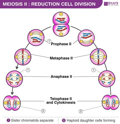 Meiosis 8th Grade Mitosis Meiosis Science Mitosis 8th Grade Worksheet - Mitosis 8th Grade Worksheet