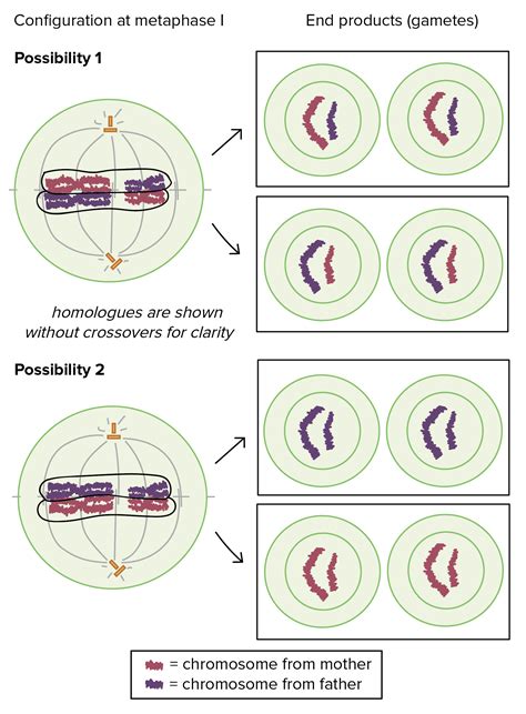 Meiosis Cell Division Biology Article Khan Academy Duplication Division - Duplication Division