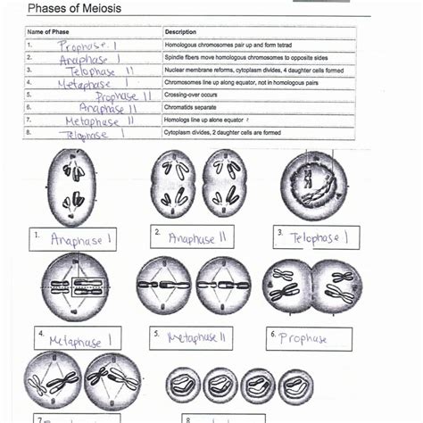 Meiosis Worksheet Answers Flashcards Quizlet All About Cells Worksheet Answers - All About Cells Worksheet Answers