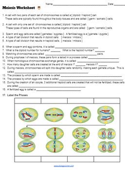 Meiosis Worksheet Key By Biologycorner Tpt Biology Center Worksheet Answers - Biology Center Worksheet Answers