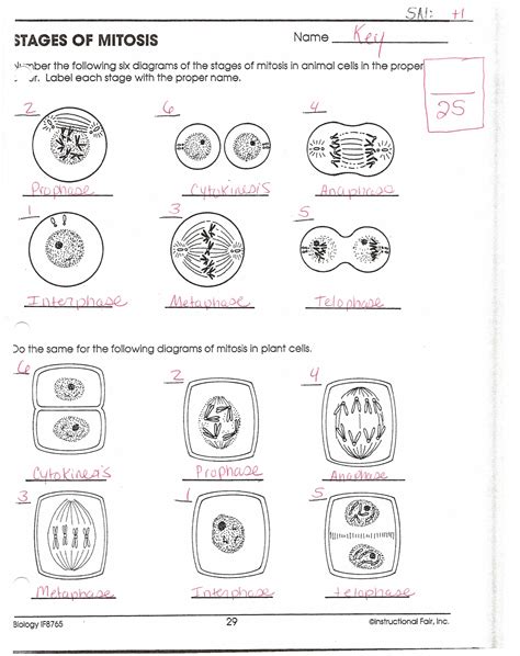 Read Online Meiosis And Mitosis Answers Worksheet Biology Is Fun 