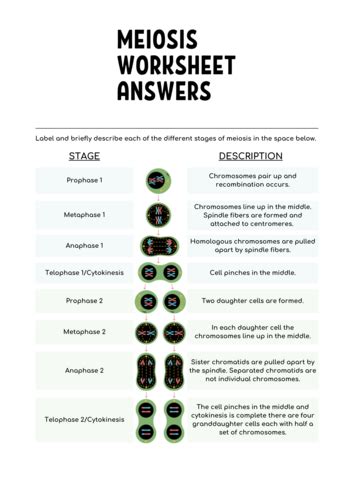 Full Download Meiosis Worksheet Identifying Processes Teacher Web Answers Pdf 