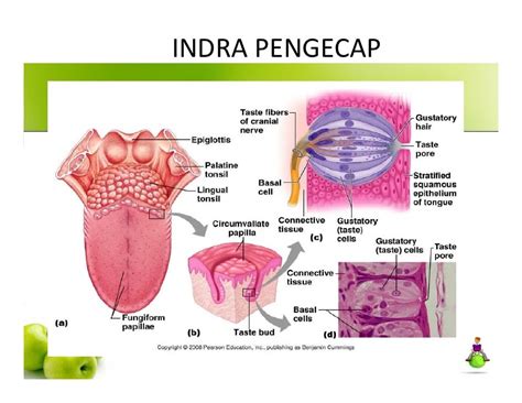 Mekanisme Indra Pengecap