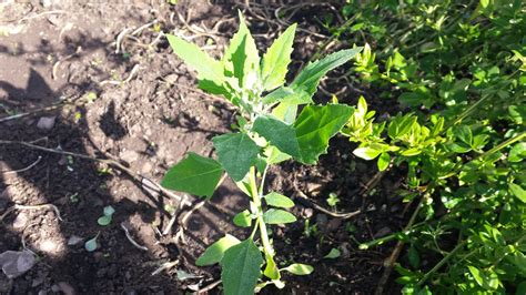 melde unkraut bilder