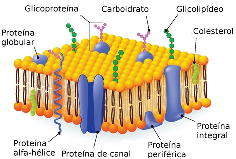 Membrana Plasmatica Dibujo