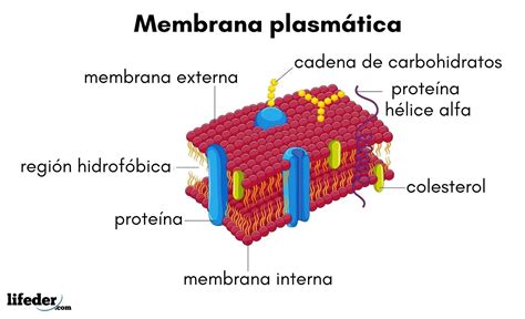 Membrana Plasmatica Funcion