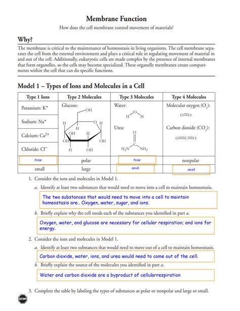 Membrane Function Pogil Answer Key