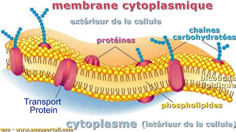 Membrane Plasmique Schéma