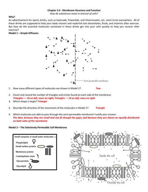 Membrane Structure And Function Packet Answers