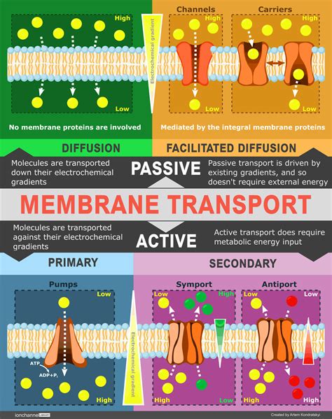 Membranes And Transport Biology Library Science Khan Academy Transportation In Science - Transportation In Science