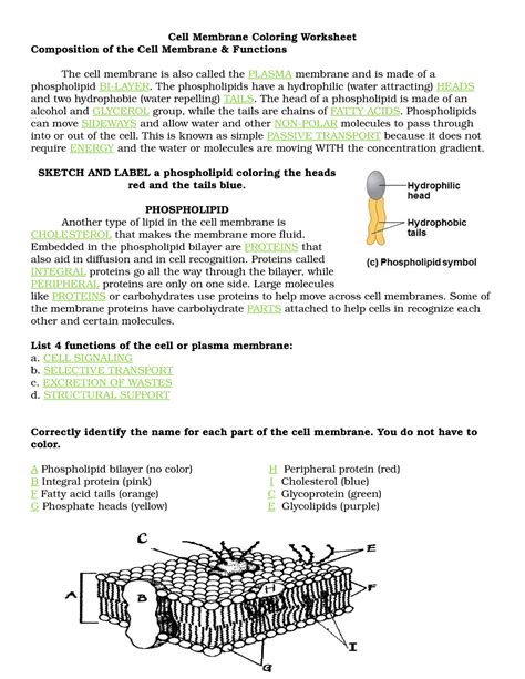 Membranes Worksheet Pdf Cliffsnotes Cell Membrane Movement Worksheet - Cell Membrane Movement Worksheet