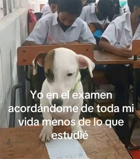 Meme Examen