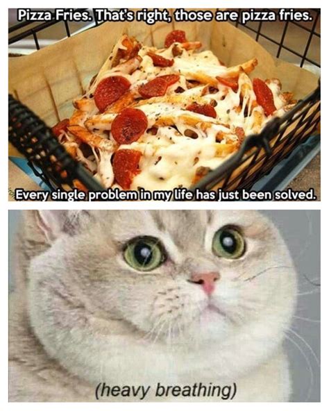 Memes Cat Food