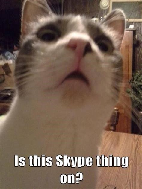 Memes Cat Skype