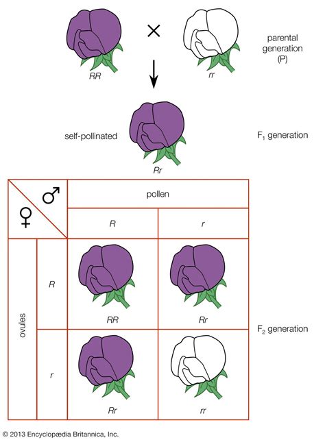 Mendel And Heredity Chapter Test