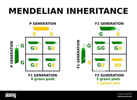 Read Online Mendelian Genetics Patterns Of Inheritance And Single 