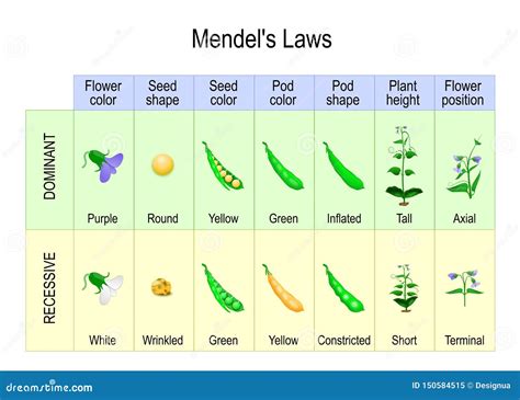 Mendel's Experiments 7