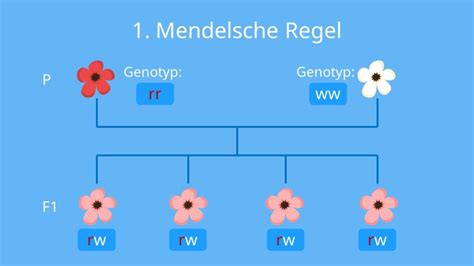 Mendelsche Regel 1