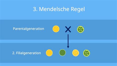 Mendelsche Regel 3