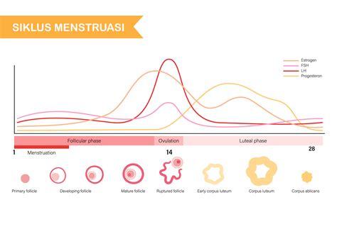mengapa menstruasi dapat terjadi