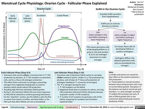 Menstrual Cycle Graphing Lab Answer Key