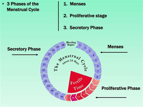Menstrual Cycle Ppt