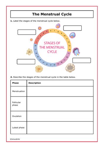 Read Online Menstrual Cycle Lab With Answers 